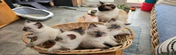 Ragdoll cats for sale: Beautiful ragdolls - Advert 1