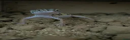 Gecko reptiles for sale: Leopard gecko in Braintree - Advert 5