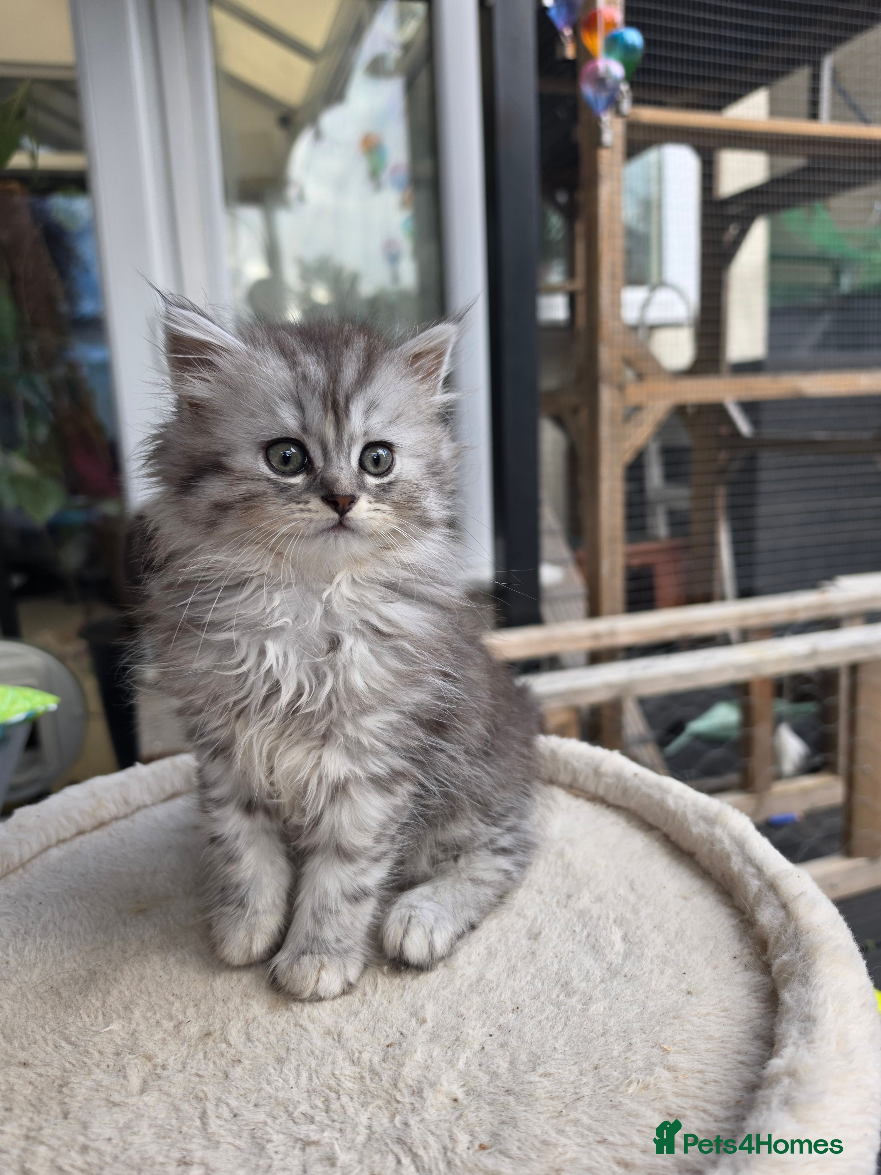 British Longhair cats British longhair mix fluffy kittens  - Advert 4