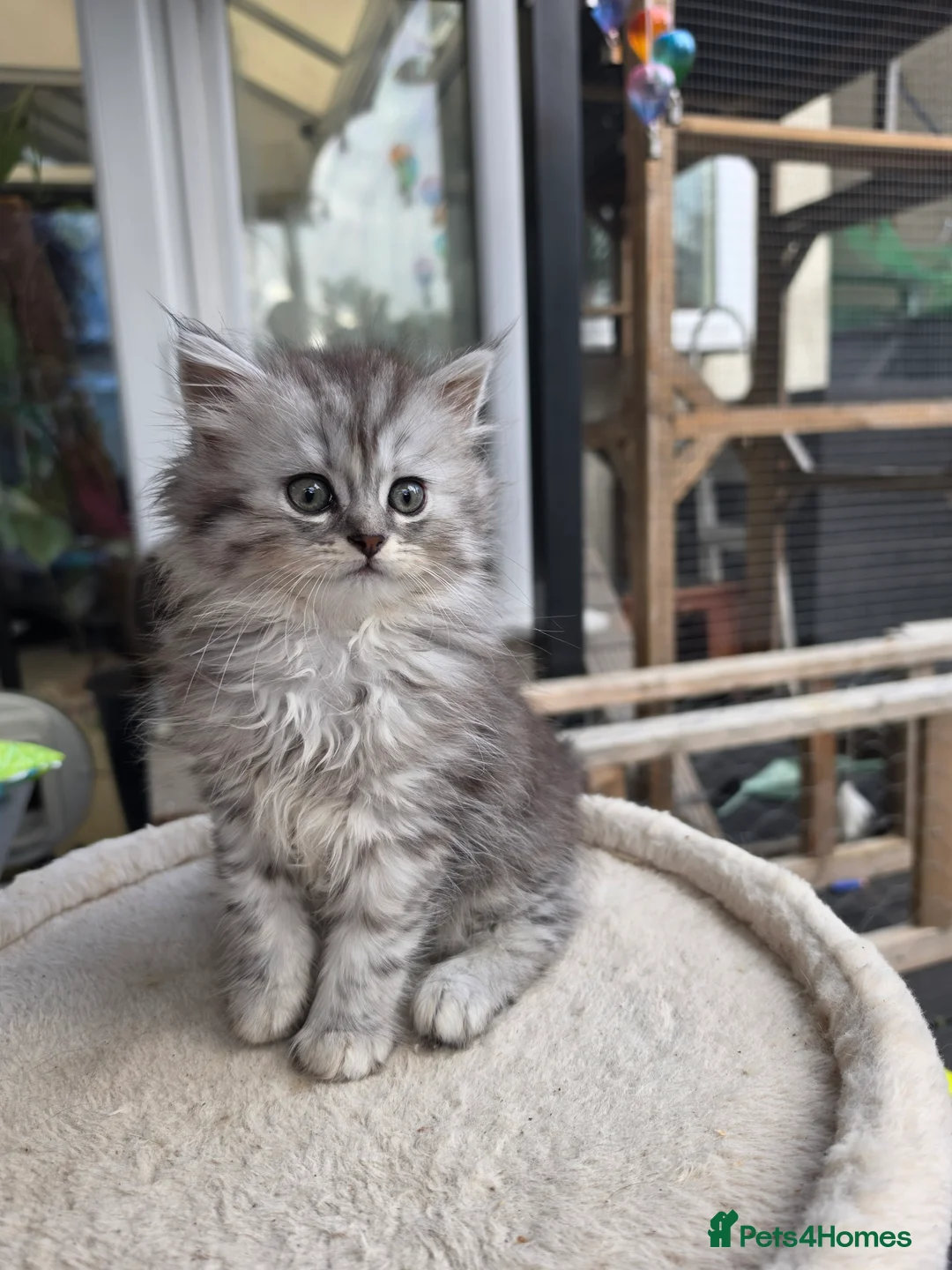 British Longhair cats for sale: British longhair mix fluffy kittens  - Advert 1