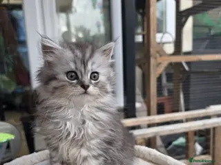 British Longhair cats British longhair mix fluffy kittens - Advert 2