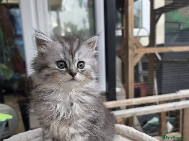 British Longhair cats British longhair mix fluffy kittens - Advert 14