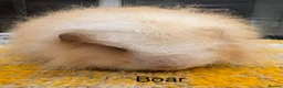 Guinea Pig rodents for sale: Swiss Boars and a Sow - Advert 5