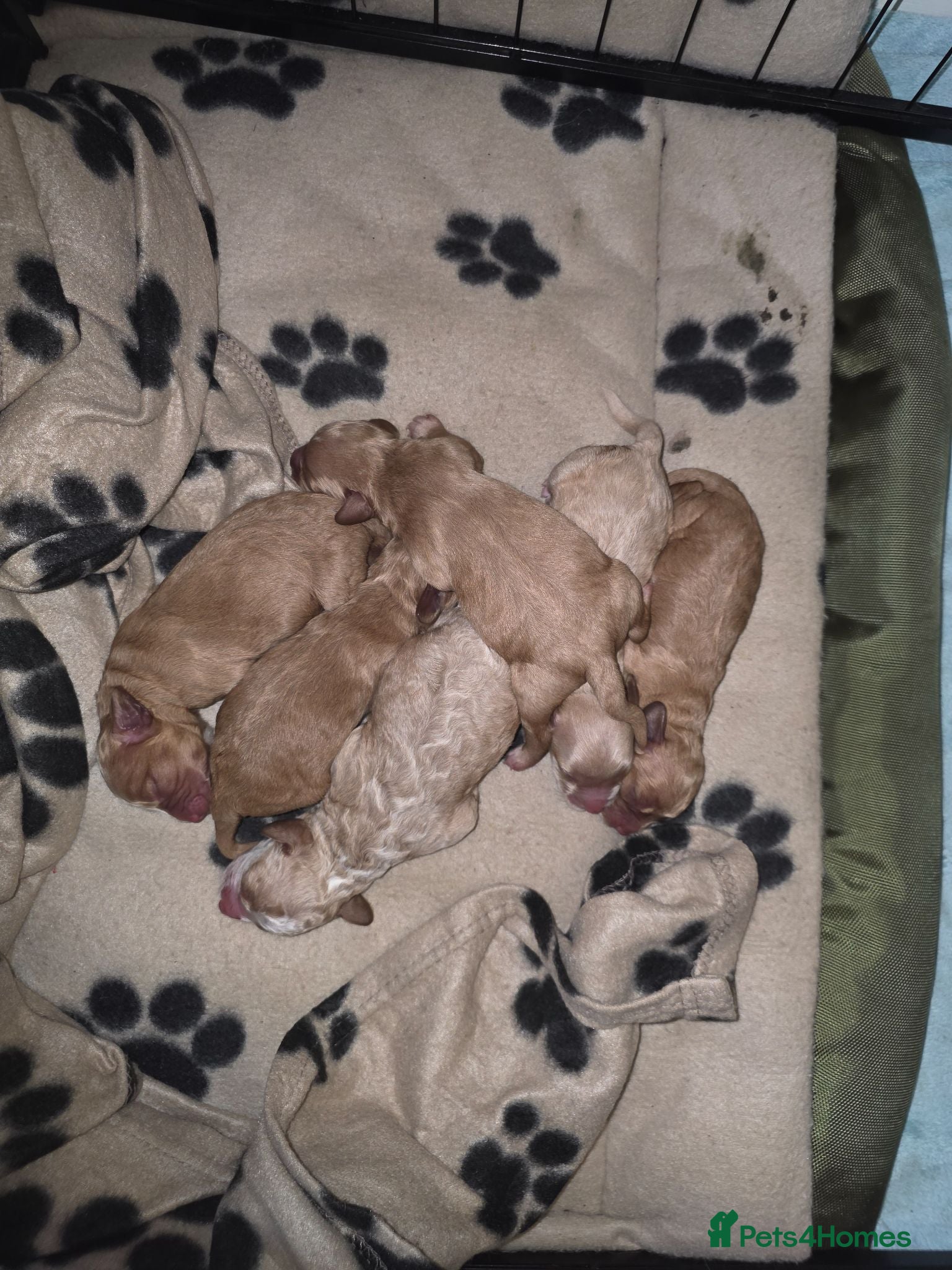 Cockapoo dogs A beautiful litter of 6 cockerpoo puppies for sale - Advert 1