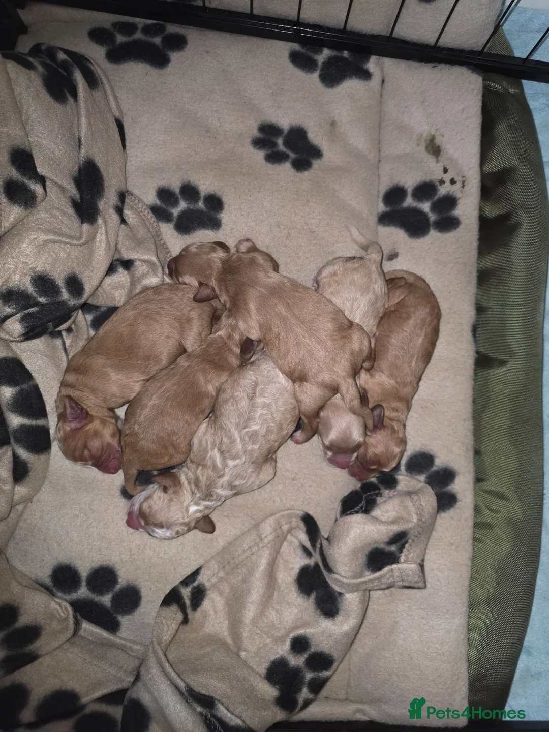 Cockapoo dogs for sale: A beautiful litter of 6 cockerpoo puppies for sale - Advert 1
