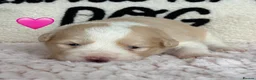 Border Collie dogs for sale: Outstanding KC Show Border Collie Puppies - Advert 14