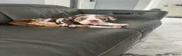 Mixed Breed dogs for sale: 12 week old, olde double bully male pup  - Advert 3