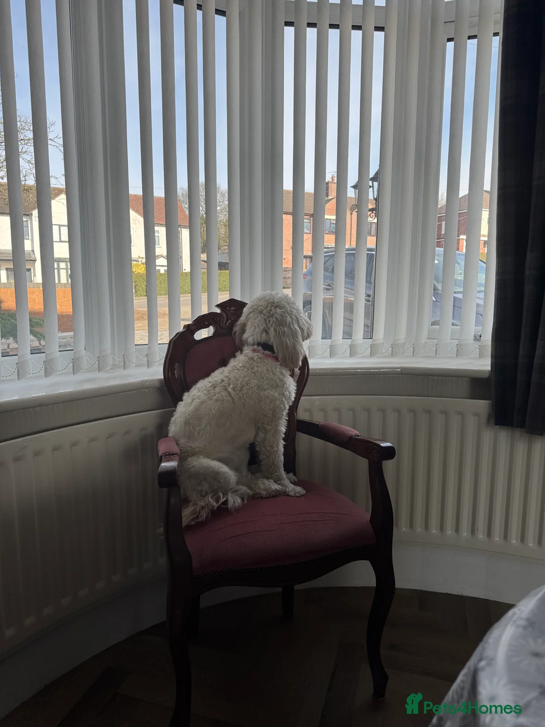 Labradoodle dogs for sale: Miniature F1b Labradoodle for rehoming  - Advert 9