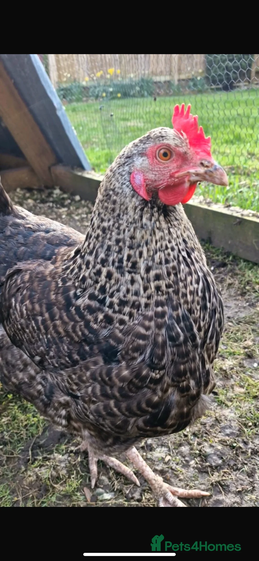 Chickens poultry for sale: Couple of layer hybrids POL - Advert 2