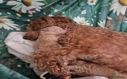 Mixed Breed dogs for sale: 2 lovely little boys - Image 6