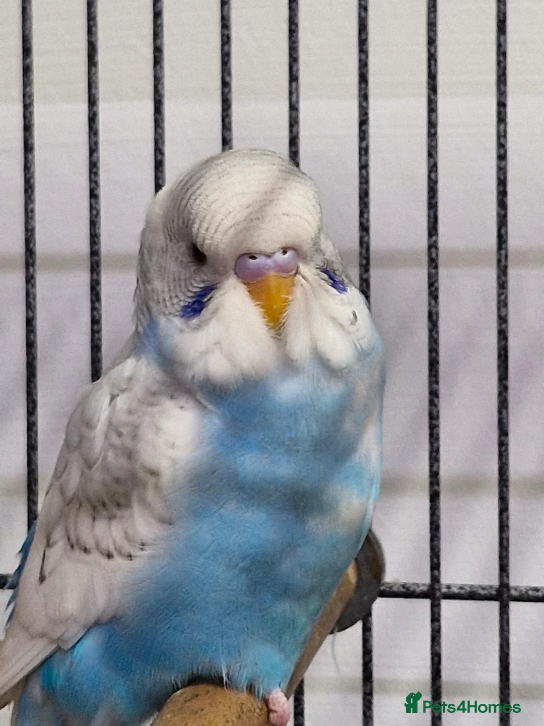 Budgerigars birds for sale: Baby Budgies - Advert 2