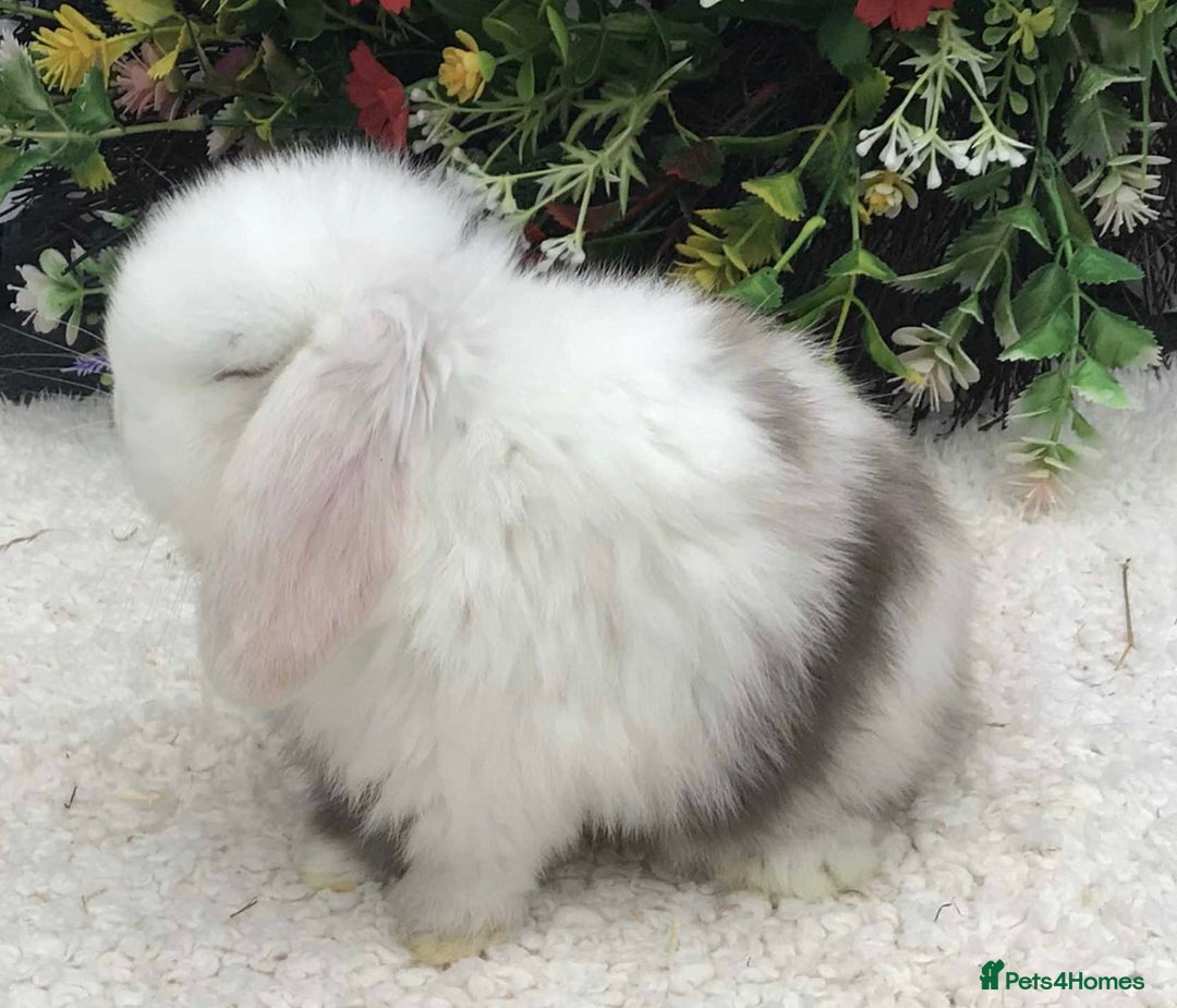 Mini Lop rabbits for sale: Mini lop buck - Advert 1