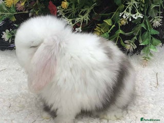 Mini Lop rabbits Mini lop buck - Advert 1