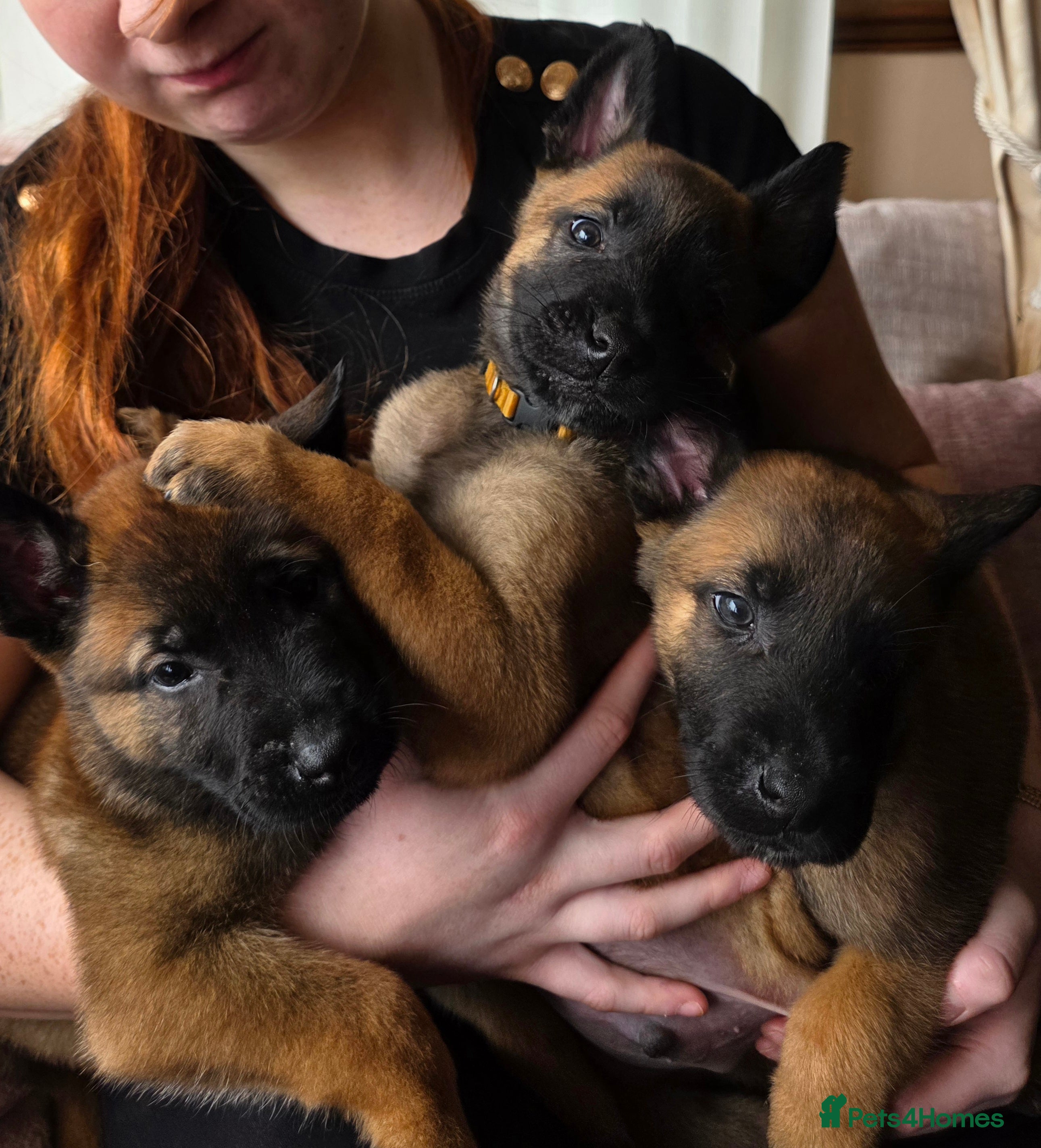 Belgian Shepherd Dog dogs 🔥🔥Fantastic Belgian Malinois Puppies🔥🔥 - Advert 11