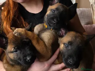 Belgian Shepherd Dog dogs 🔥🔥Fantastic Belgian Malinois Puppies🔥🔥 - Advert 11