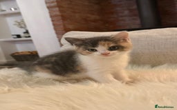 Mixed Breed cats for sale: Gorgeous kittens for sale  - Image 5