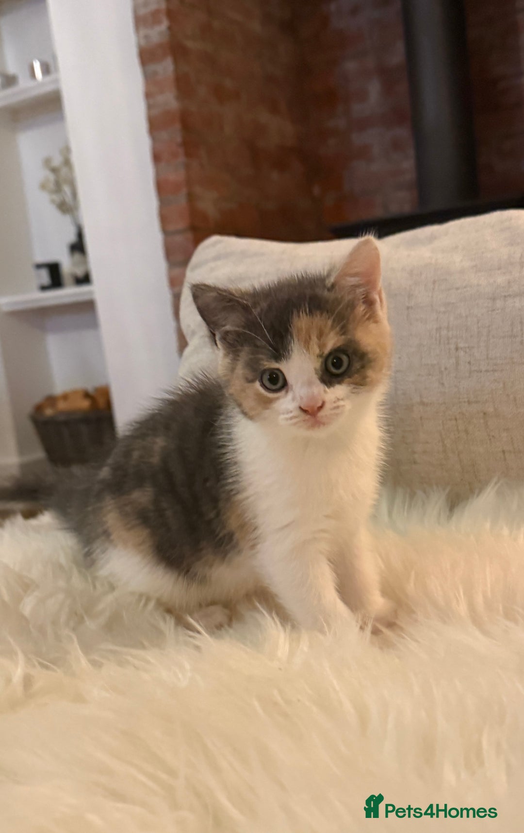 Mixed Breed cats for sale: Gorgeous kittens for sale  - Image 5