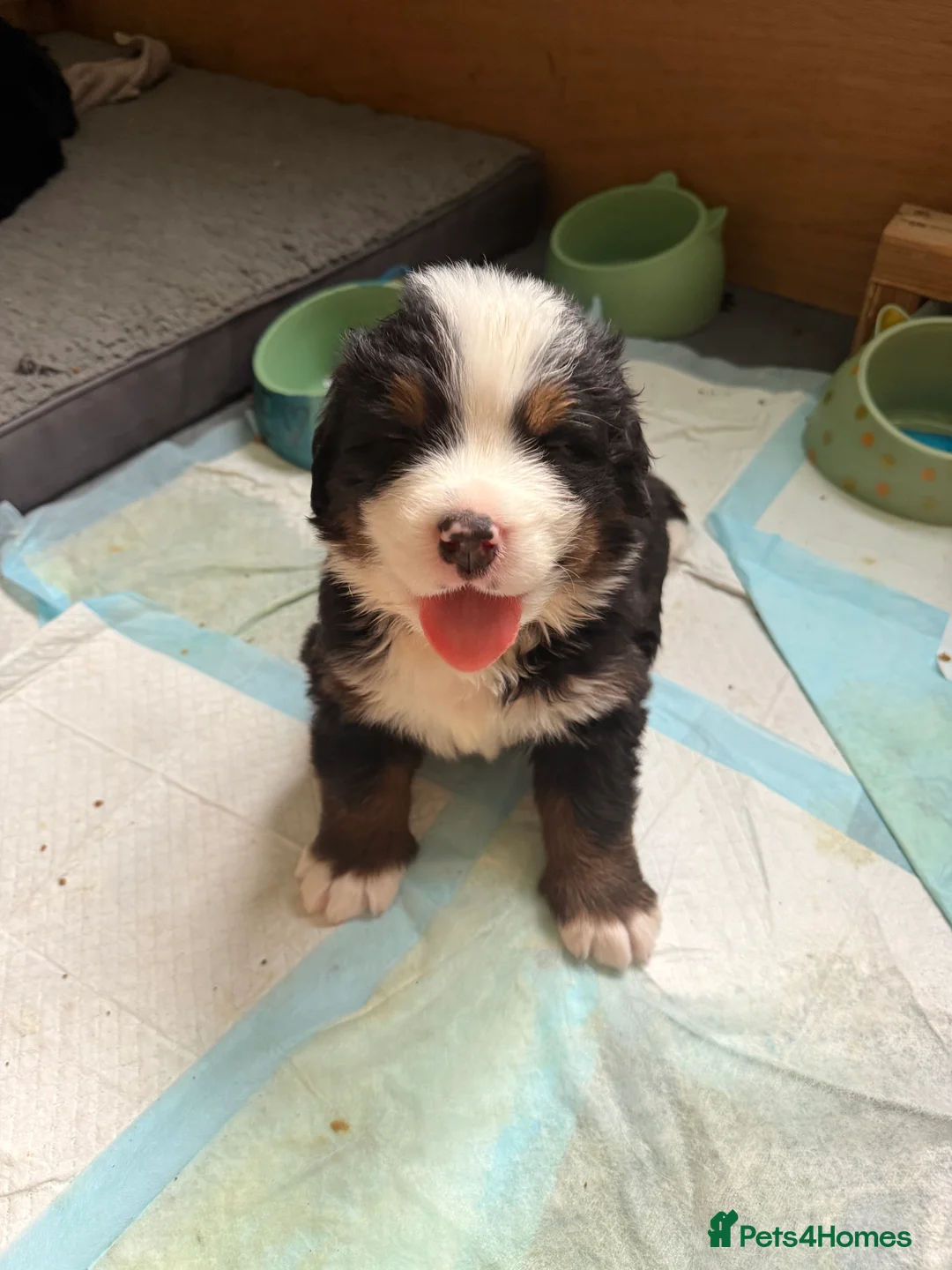 Bernese Mountain Dog dogs for sale: Pedigree Bernese Mountain Dog Puppies  - Advert 3