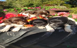 English Springer Spaniel dogs for sale: Kc reg springer spaniel  - Image 4