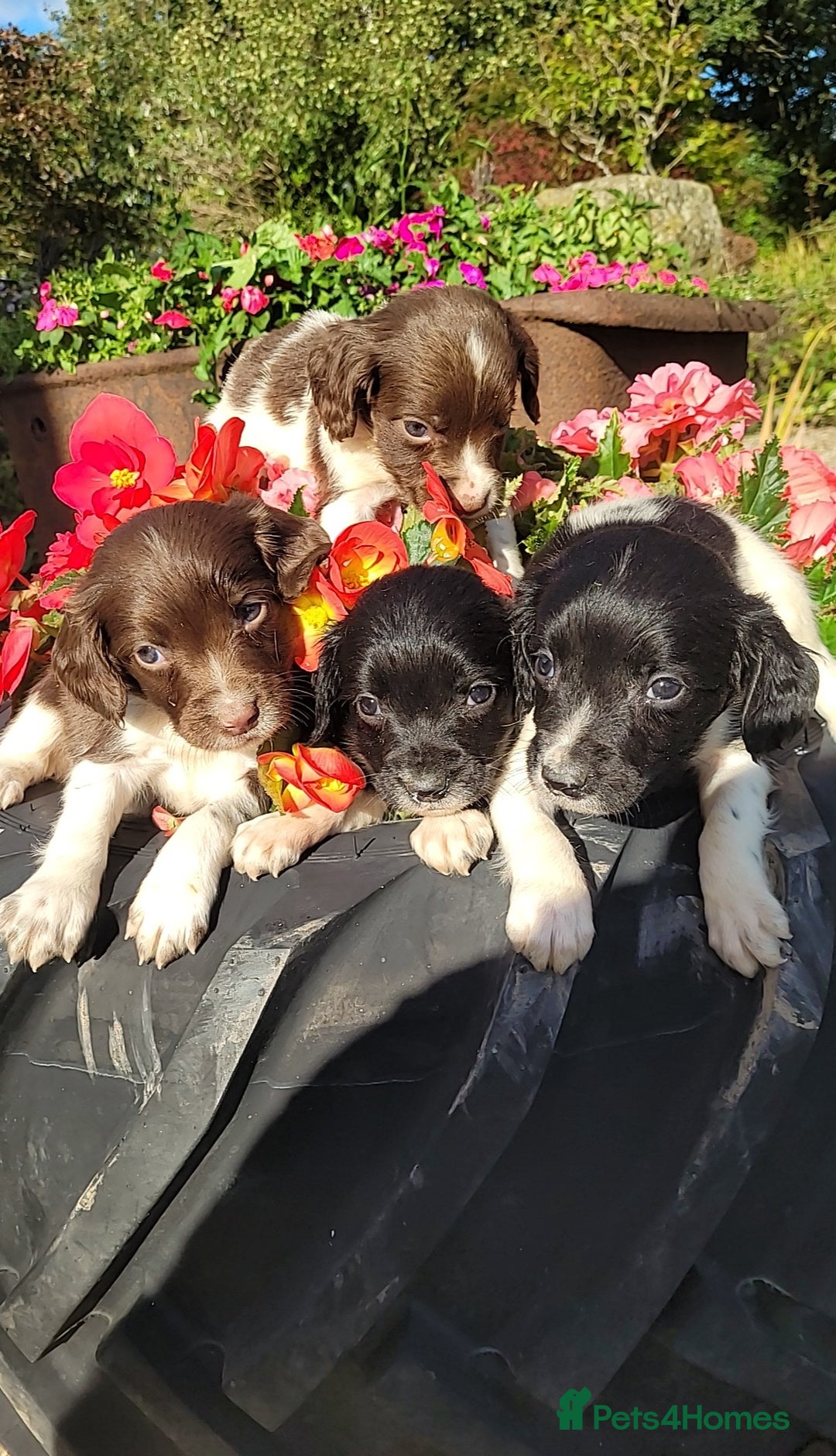 English Springer Spaniel dogs for sale: Kc reg springer spaniel  - Image 4