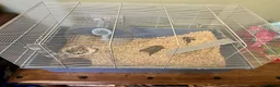 Hamster rodents for sale: Russian Dwarf Hamster in Coventry - Advert 3