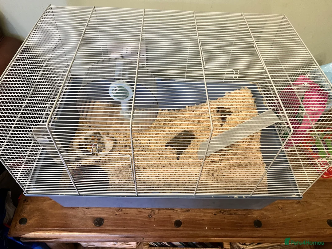 Hamster rodents for sale: Russian Dwarf Hamster in Coventry - Advert 3
