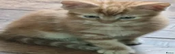 Domestic Shorthair cats for sale: Playful ginger boy,  - Advert 10