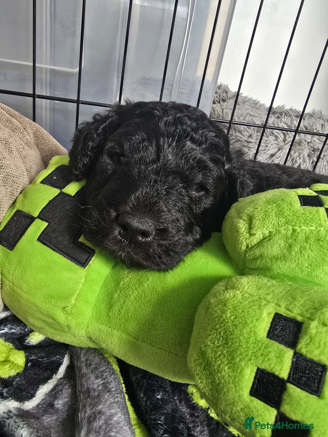 Cockapoo dogs for sale: Cockapoo Puppies For Sale - Image 6