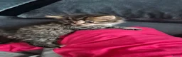 Mixed Breed cats for sale: Adorable Kittens for sale - Advert 11