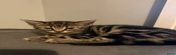 Mixed Breed cats for sale: Kittens for sale - Advert 4