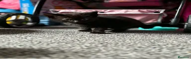 Mixed Breed 1