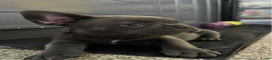 French Bulldog Puppy 2