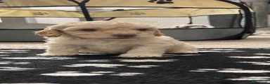 Cavapoo 1