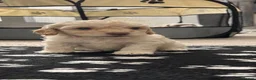 Cavapoo dogs for sale: F2 cavapoo pups  - Advert 5