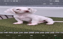 Cocker Spaniel dogs for sale: Stunning Cocker spaniel puppy's  - Image 7