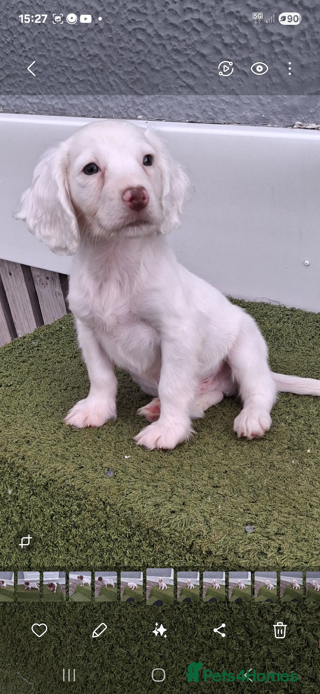 Cocker Spaniel dogs for sale: Stunning Cocker spaniel puppy's  - Image 7