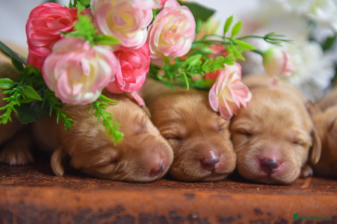 Labrador Retriever dogs for sale: Top Deep Red Quality Labrador KC Puppies - Image 10