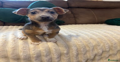 Jack Russell dogs - Advert 9