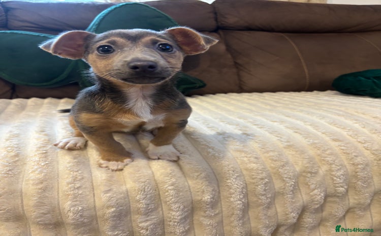 Jack Russell dogs - Advert 2