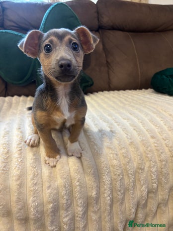 Jack Russell dogs - Advert 2