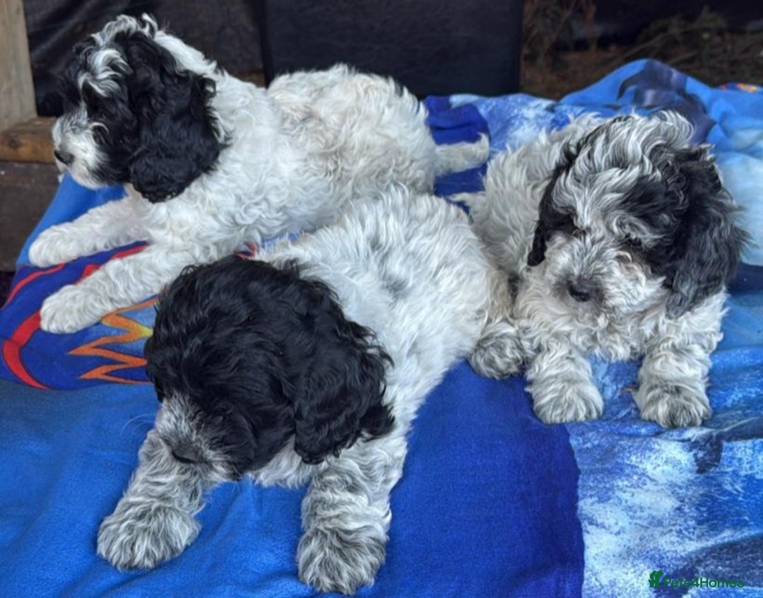 Mixed Breed dogs for sale: Lagotto Romagnolo X Bishon Frise - Image 5