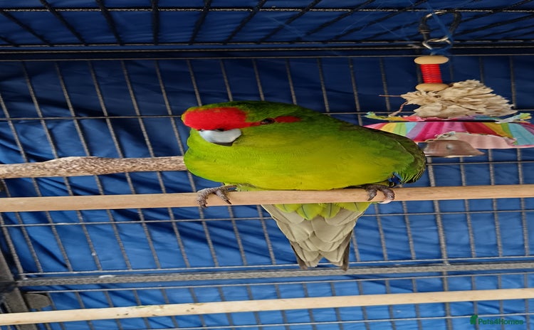 Parakeets birds - Advert 4