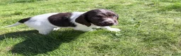 Cocker Spaniel dogs for sale: Cocker Spaniel puppies  in Orkney - Advert 18