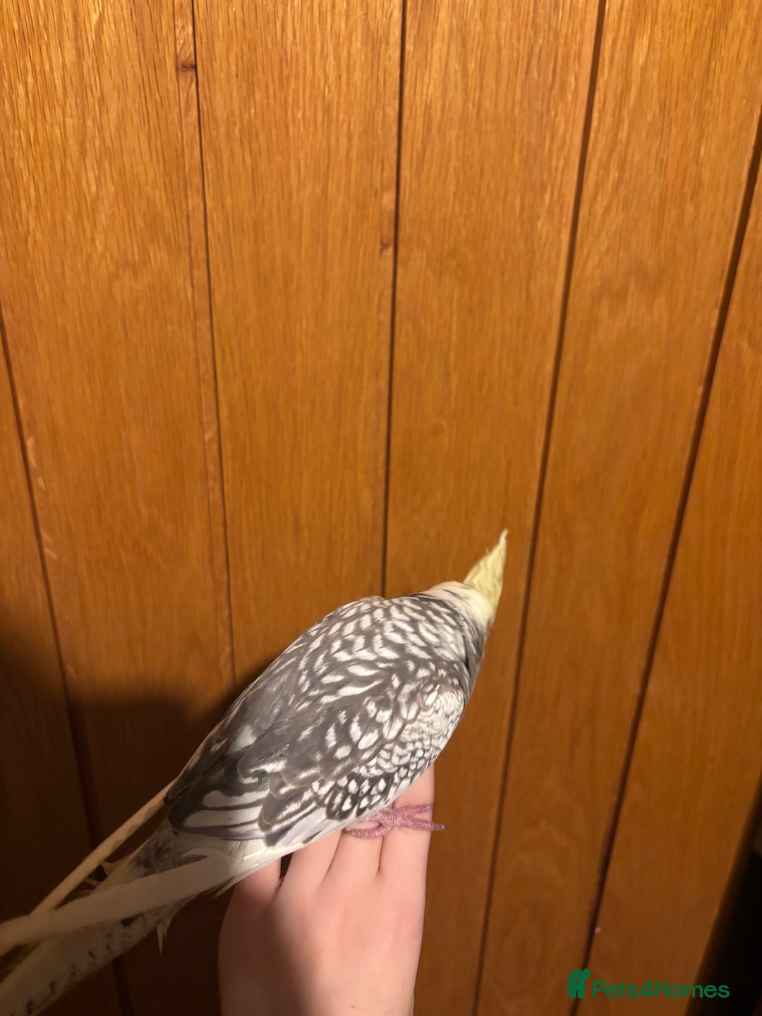 Cockatiels birds for sale: beautiful tame cockatiel for sale  - Advert 5