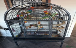 Parrots birds for sale: alexandrine parrot - Image 2