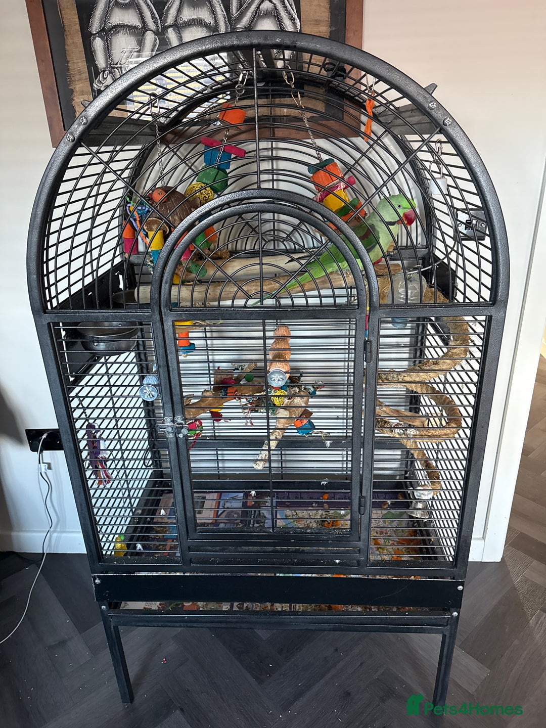 Parrots birds for sale: alexandrine parrot - Image 2
