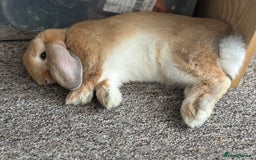 English Lop rabbits for sale: Bambino - Image 1