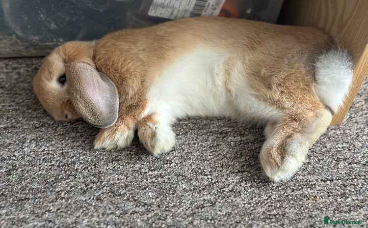 English Lop rabbits - Advert 1