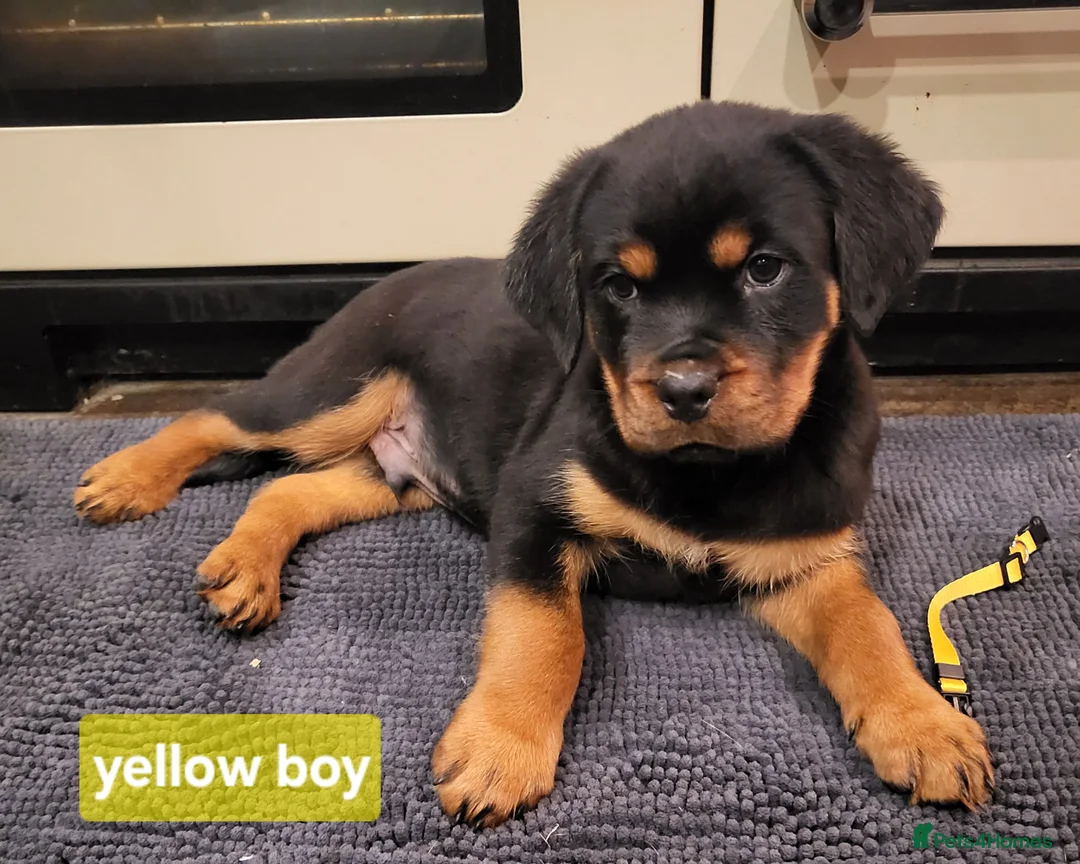 Rottweiler dogs for sale: Chunky Rottweiler Puppies - Advert 14