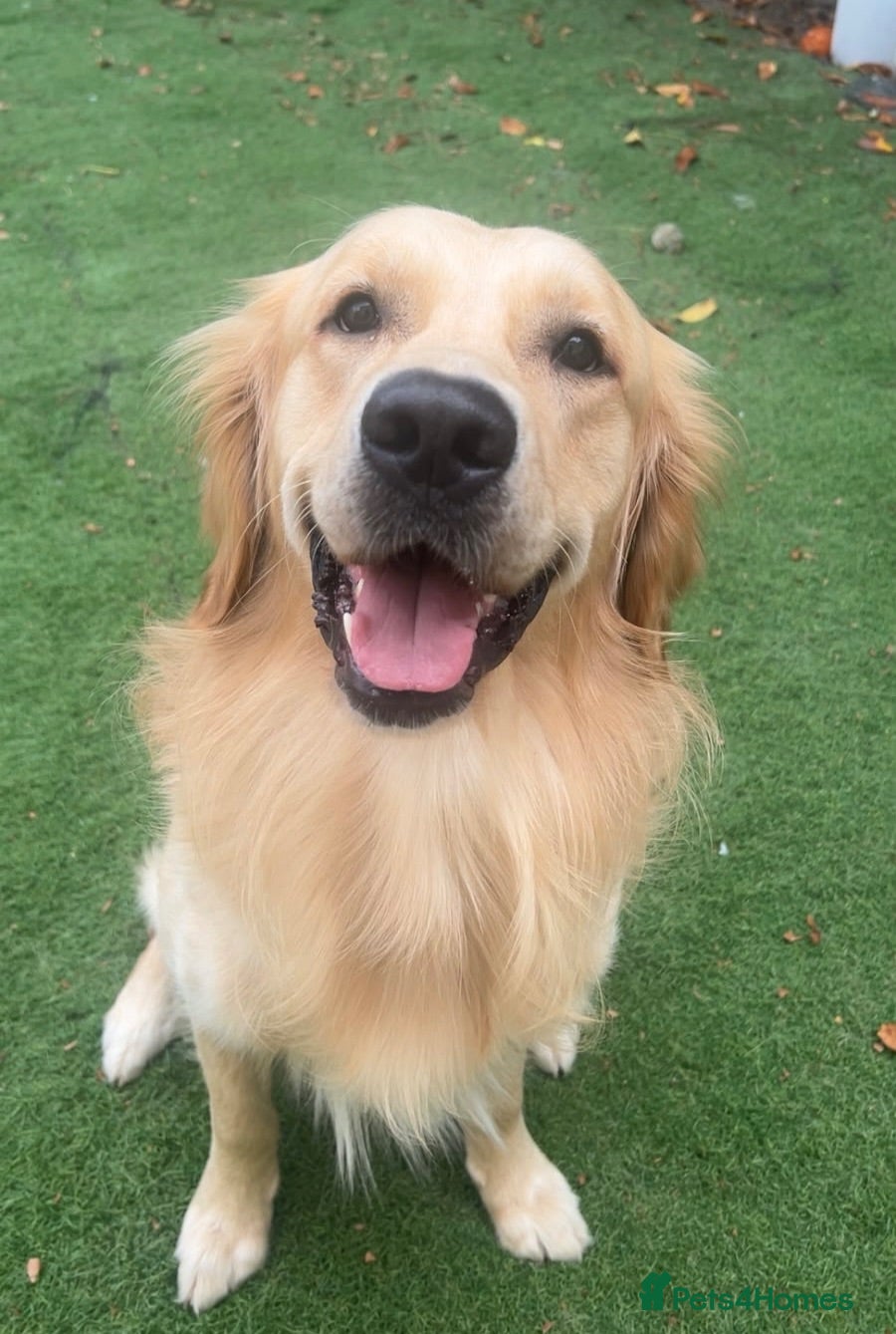 Golden Retriever dogs Proven Beautiful Golden Retriever Stud  - Advert 9